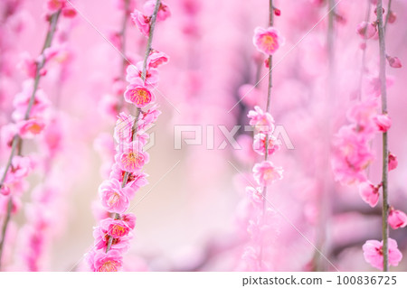 早春盛開的粉紅色梅花 100836725