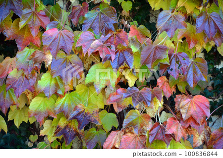 天主教修道院 ~ 函館 Trappistine 修道院 100836844