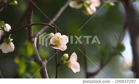 Flowers of kuomu (blur) Flowers of kuomu (blur) 100837297