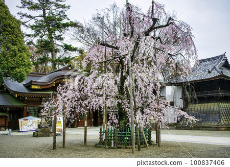 Weeping cherry blossoms in full bloom in front of the Zuishinmon gate of Okunitama Shrine in Tokyo Weeping cherry blossoms in full bloom in front of the Zuishinmon gate of Okunitama Shrine in Tokyo 100837406