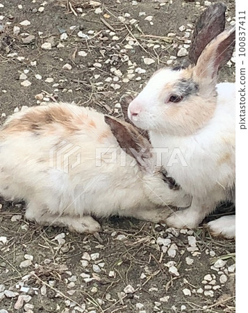 White rabbit 100837411
