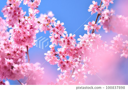 櫻花盛開 櫻花盛開 100837898