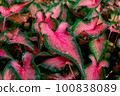 Colorful caladium with water droplets in the garden 100838089