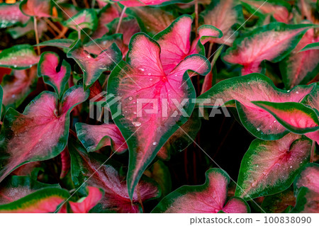 Colorful caladium with water droplets in the garden Colorful caladium with water droplets in the garden 100838090