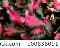 Colorful caladium with water droplets in the garden 100838091