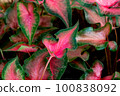 Colorful caladium with water droplets in the garden 100838092