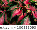 Colorful caladium with water droplets in the garden 100838093