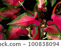 Colorful caladium with water droplets in the garden 100838094