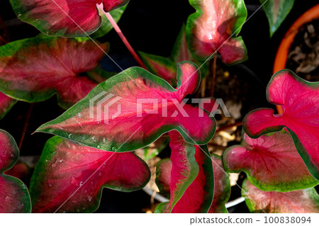 Colorful caladium with water droplets in the garden Colorful caladium with water droplets in the garden 100838094