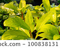 beautiful philodendron after rain 100838131