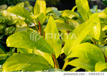 beautiful philodendron after rain beautiful philodendron after rain 100838131