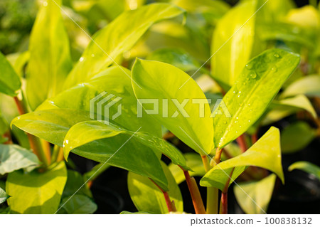 beautiful philodendron after rain 100838132