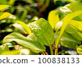 beautiful philodendron after rain 100838133