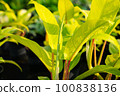 beautiful philodendron after rain 100838136