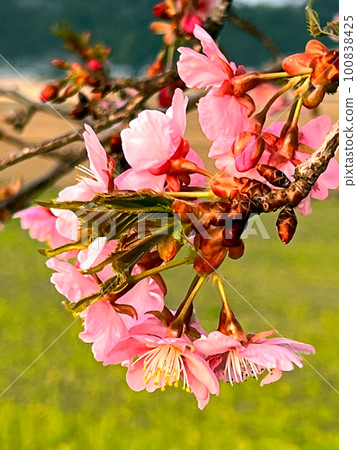 【千葉縣香取郡多古町】栗山川沿岸盛開的河津櫻花和油菜花 【千葉縣香取郡多古町】栗山川沿岸盛開的河津櫻花和油菜花 100838425