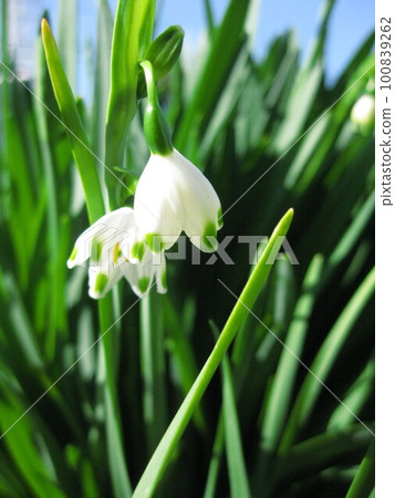 I took a picture of Mr. Snowflake, who feels spring. I took a picture of Mr. Snowflake, who feels spring. 100839262