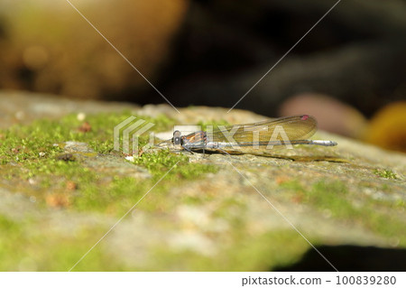 河邊休息的金蜻蜓 河邊休息的金蜻蜓 100839280