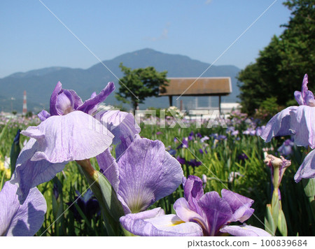 Ayame的花和oyama 100839684