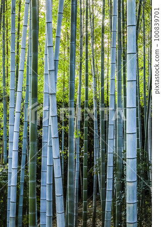  Bamboo grove 100839701