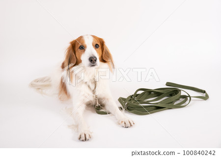 Kooikerhondje 帶長綠色鉛 100840242
