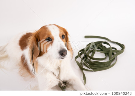 Kooikerhondje 帶長綠色鉛 Kooikerhondje 帶長綠色鉛 100840243