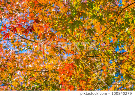 Autumn Sansei Park Autumn Sansei Park 100840279