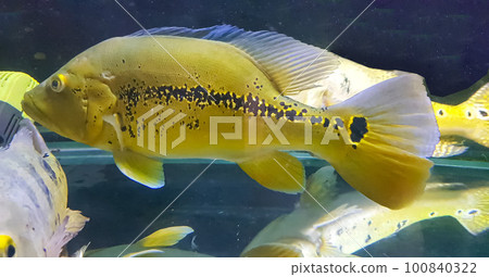 Beautiful Orinoco Peacock bass or Cichla Ocellaris, butterfly peacock bass is a very large species of cichlid from South America 100840322