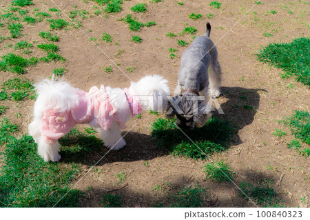 Dogs playing together at a dog run Dogs playing together at a dog run 100840323