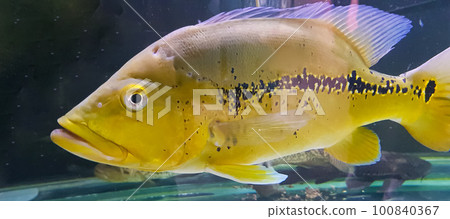 Beautiful Orinoco Peacock bass or Cichla Ocellaris, butterfly peacock bass is a very large species of cichlid from South America 100840367