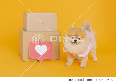 studio pet photography_delivery box and pomeranian dog studio pet photography_delivery box and pomeranian dog 100840680