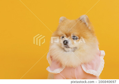 studio pet photography_sitting pomeranian dog 100840697