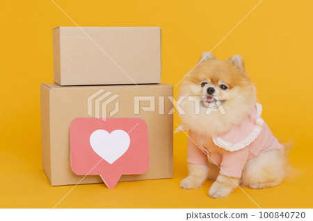 studio pet photography_delivery box and pomeranian dog studio pet photography_delivery box and pomeranian dog 100840720