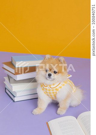 studio pet photography_books and pomeranian dog studio pet photography_books and pomeranian dog 100840751