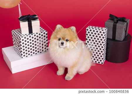 studio pet photography_gift box and pomeranian dog 100840836