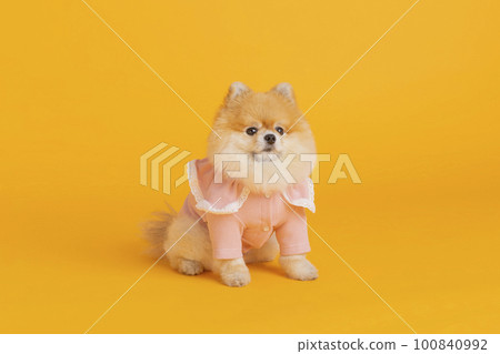 studio pet photography_sitting pomeranian dog studio pet photography_sitting pomeranian dog 100840992