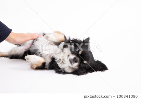 吉娃娃很高興有人撫摸他的肚子 100841080