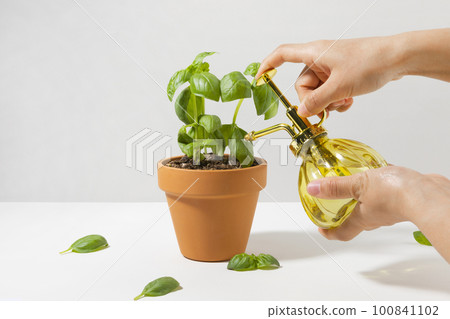 watering the fresh basil pot 100841102