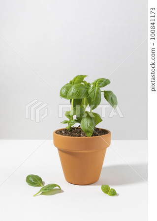 fresh basil flower pot fresh basil flower pot 100841173