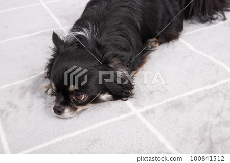 black chihuahua laying down next to cleaning the carpet 100841512