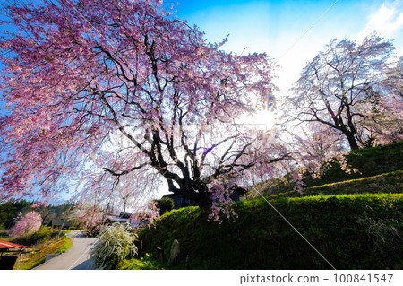 番將之櫻2 100841547