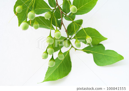 Styrax fruit still light green (summer, June) 100841555