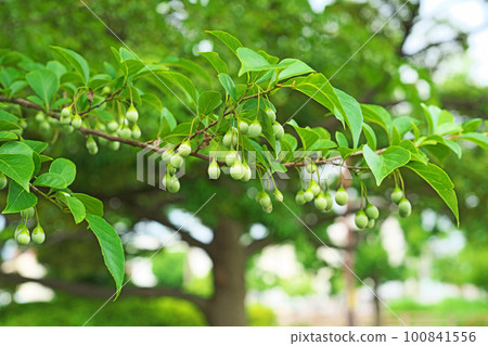 Styrax fruit still light green (summer, June) 100841556