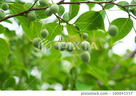 蘇合香果實仍呈淡綠色（夏季，六月） 100841557