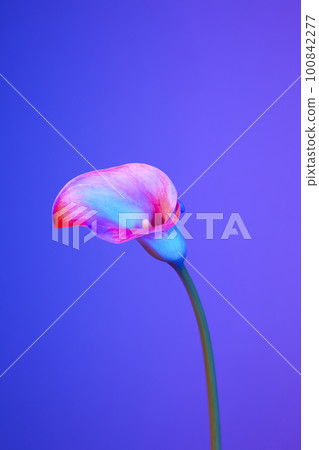 colorful flower background_calla colorful flower background_calla 100842277