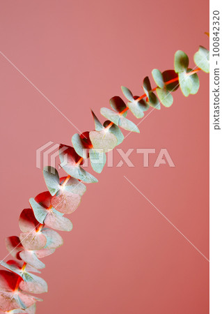 colorful flower background_eucalyptus 100842320
