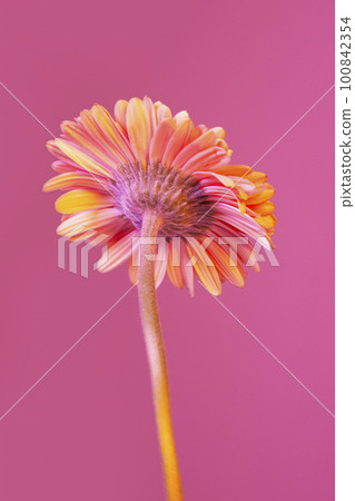 colorful flower background_gerbera 100842354