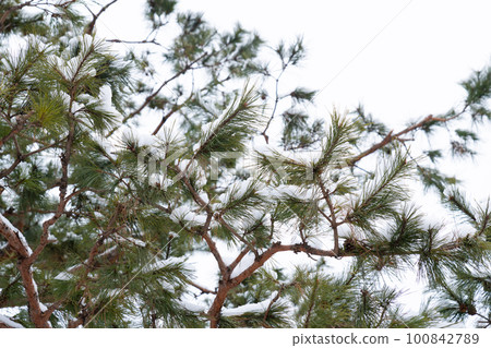 snow covered pine tree 100842789
