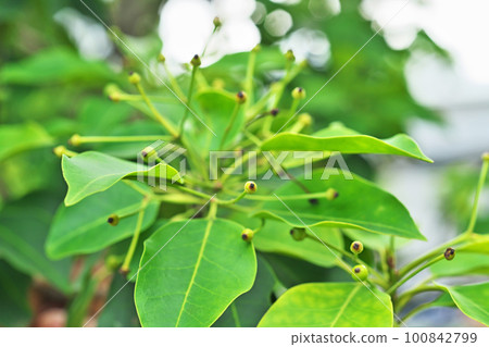 新鮮種植的小型 soyogo 漿果(夏季,六月) 新鮮種植的小型 soyogo 漿果(夏季,六月) 100842799