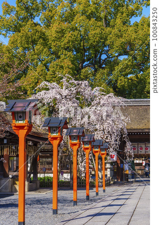 Kyoto, Hirano Shrine in spring, Sakizakura in full bloom Kyoto, Hirano Shrine in spring, Sakizakura in full bloom 100843250