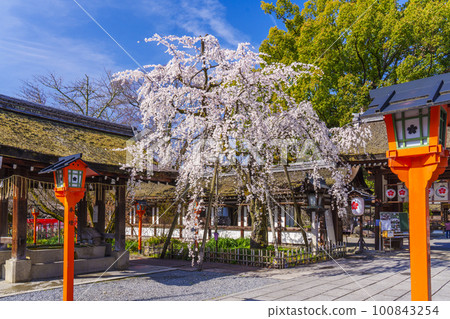 京都，春天的平野神社，盛開的咲櫻 100843254